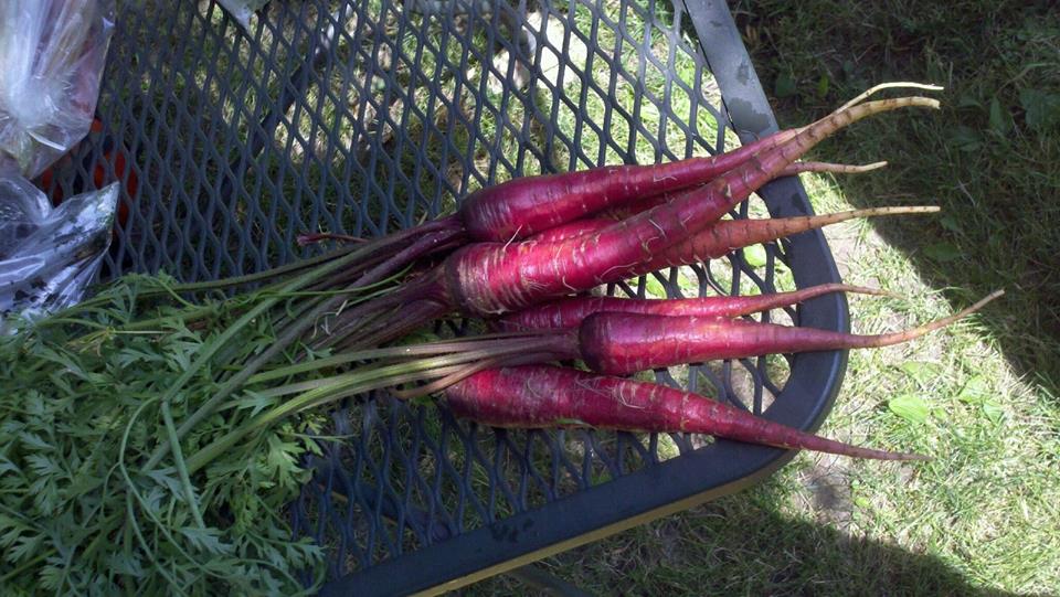 เมล็ดแครอทสีม่วง Carrot Cosmic Purple 100 เมล็ด