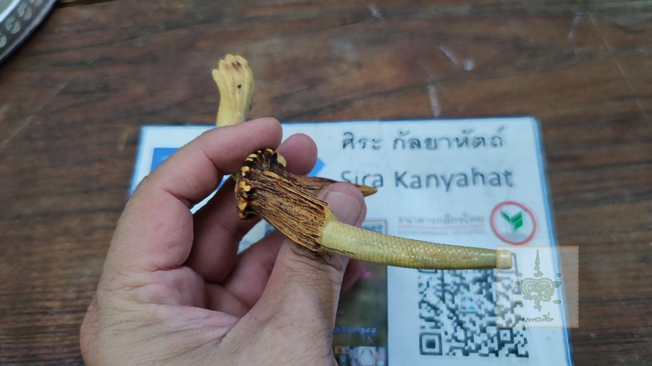 ไปป์ ทำจากเขาสัตว์