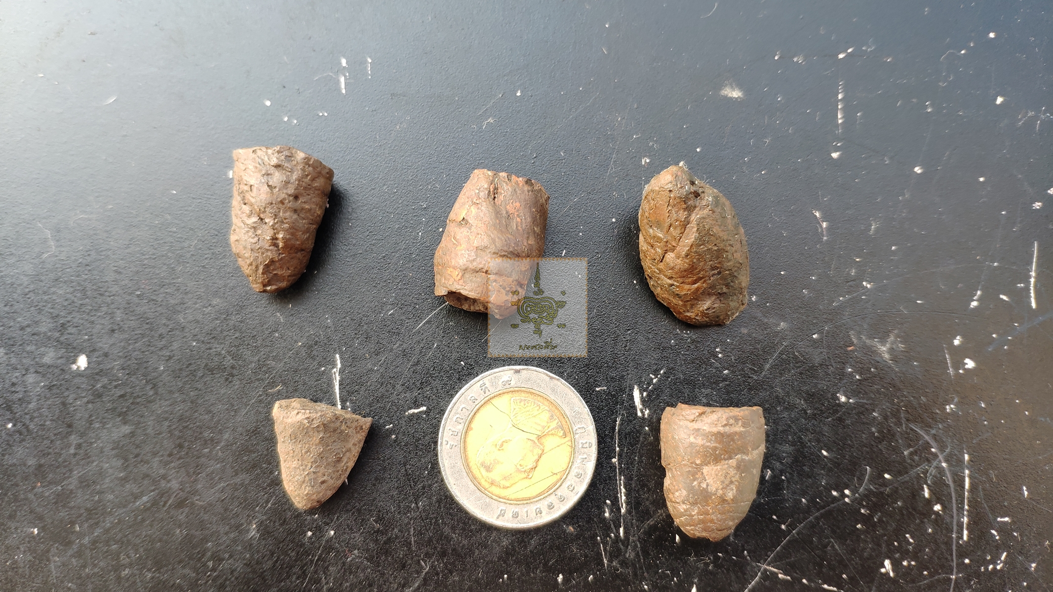 คตดักแด้ ยก 5 ตัว