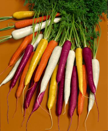 เมล็ดแครอทรวม 5 สี แดง ส้ม เหลือง ม่วง ขาว (Mix Carrot) ถุงละ 500 เมล็ด