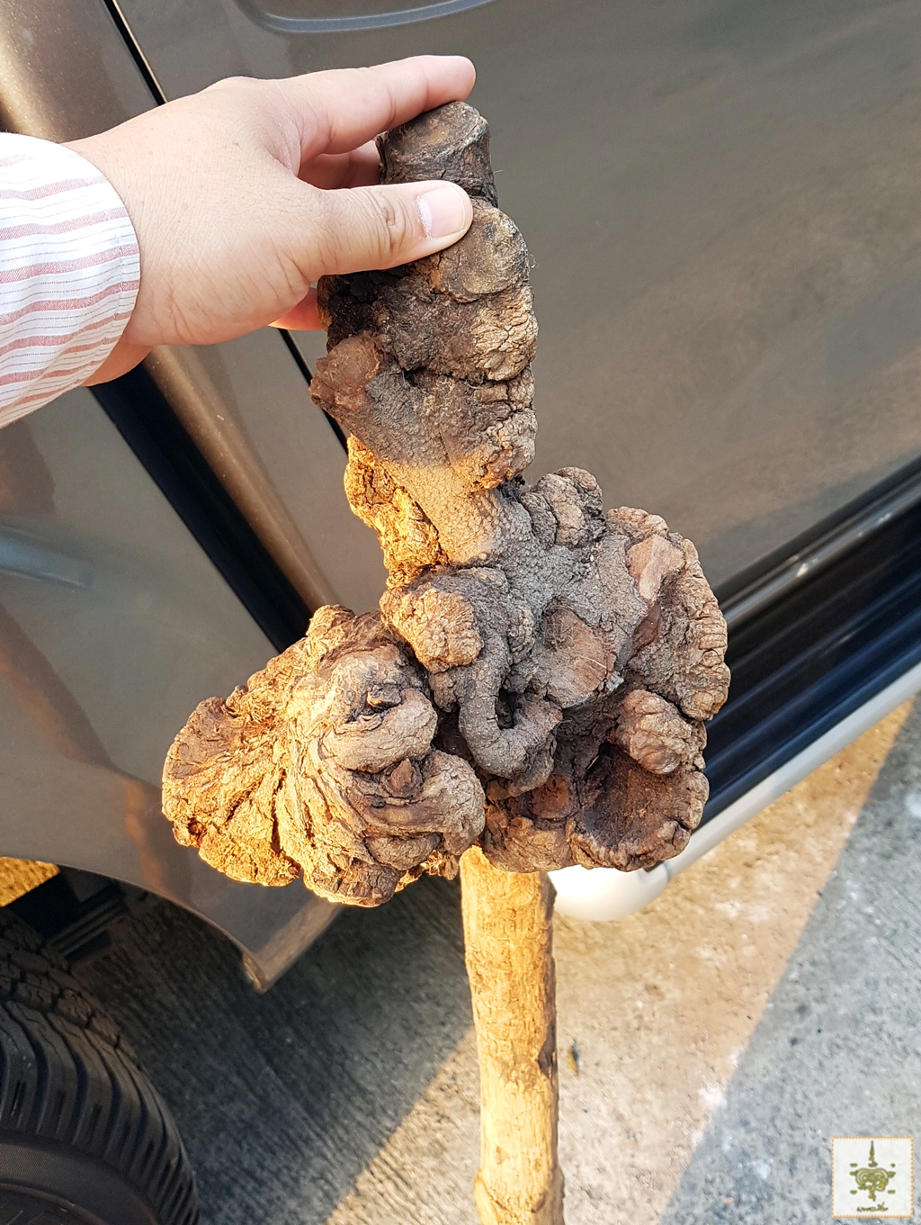 ไม้เท้า ฤาษีกาฝากไม้ขนุน