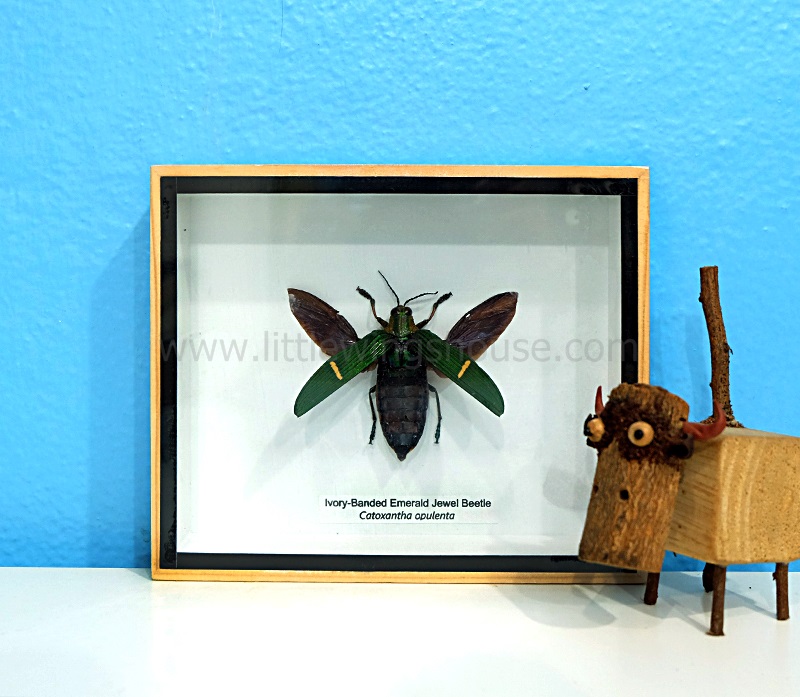 ++ แมลงสต๊าฟ กล่องแมลง แมลงทับแถบมรกต Ivory Banded Emerald Jewel Beetle // แบบกางปีก ++