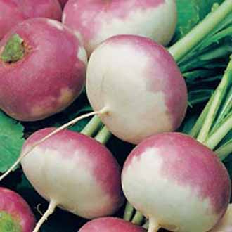 เมล็ดหัวไช้เท้า Purple Top White Globe 200 เมล็ด