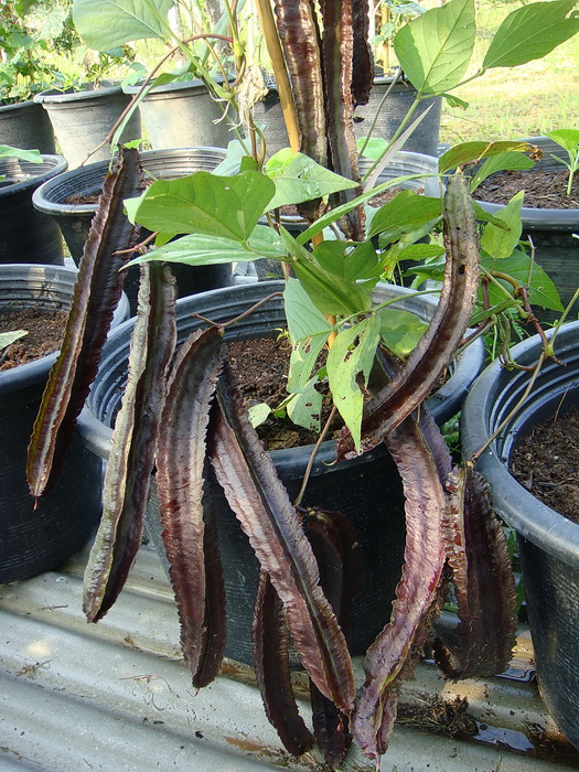 เมล็ดพันธุ์ ถั่วพูยักษ์ สีม่วง Purple Winged Bean 10 เมล็ด