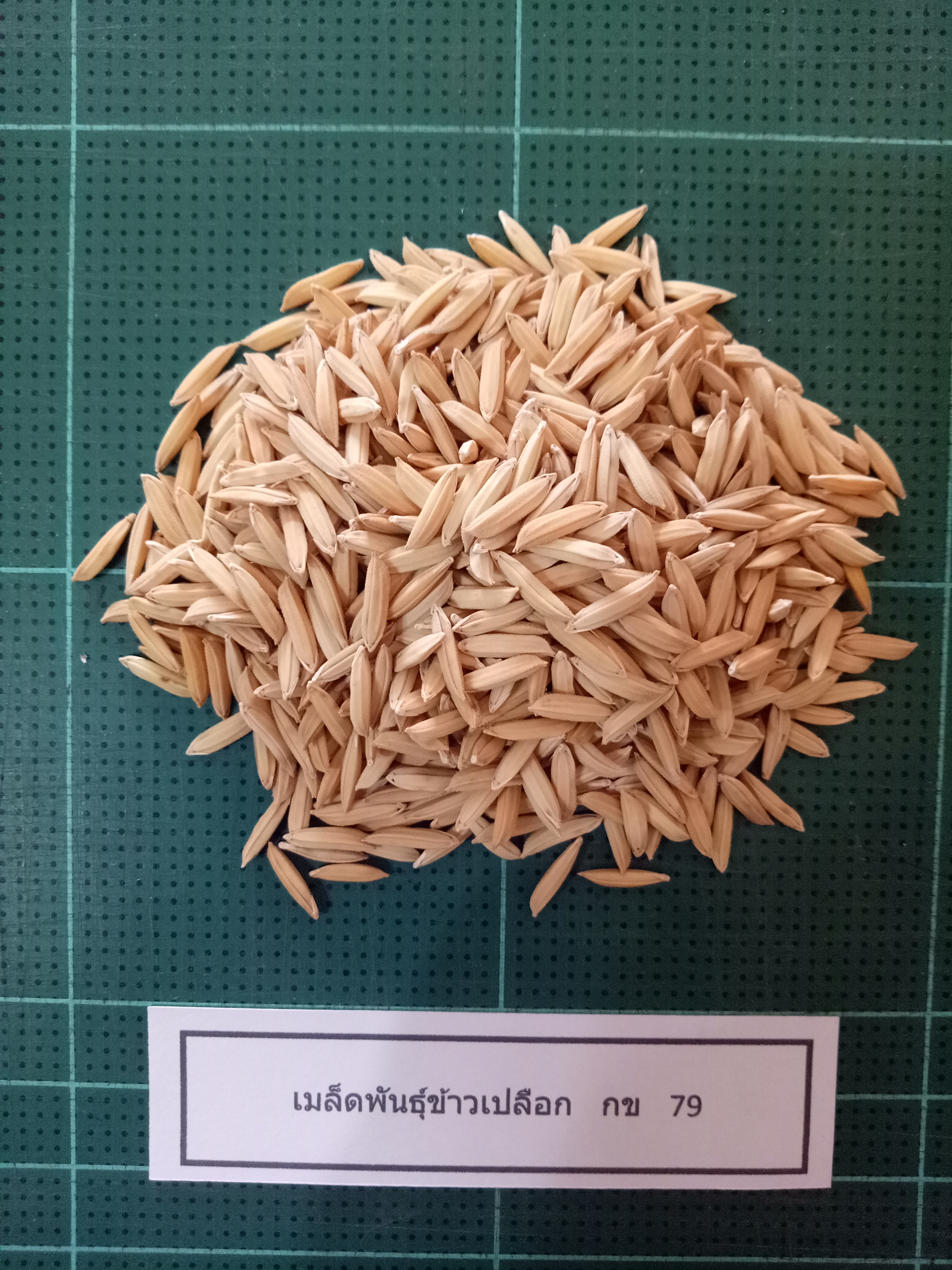 เมล็ดพันธุ์ข้าวเปลือก กข. 79