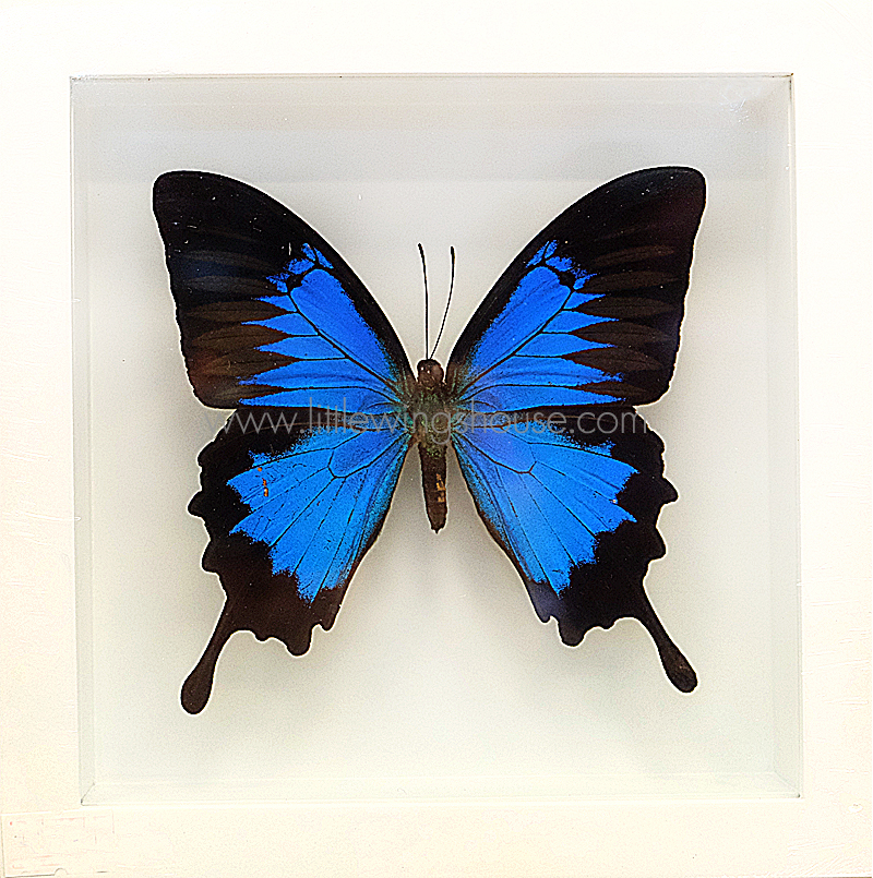 ++ ผีเสื้อสต๊าฟ กล่องผีเสื้อเซ็ทลอย ผีเสื้อ Papilio ulysses ขายดีอันดับหนึ่ง !!! // กล่องสีขาว ++