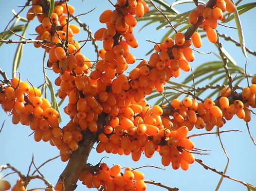 ซี บัคธอร์น (ผลไม้มหัศจรรย์) Sea Buckthorn 20 เมล็ด