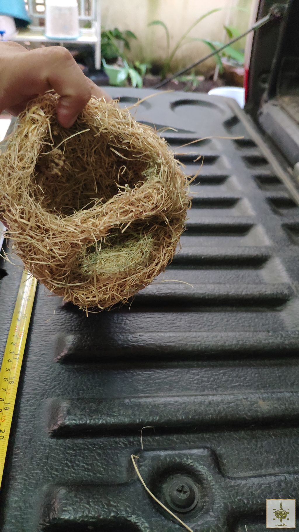 รังนกกระจาบ 5