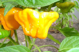 พริกจาไมก้า สีเหลือง Yellow Jamaican Scotch Bonnet ชุดละ 10 เมล็ด