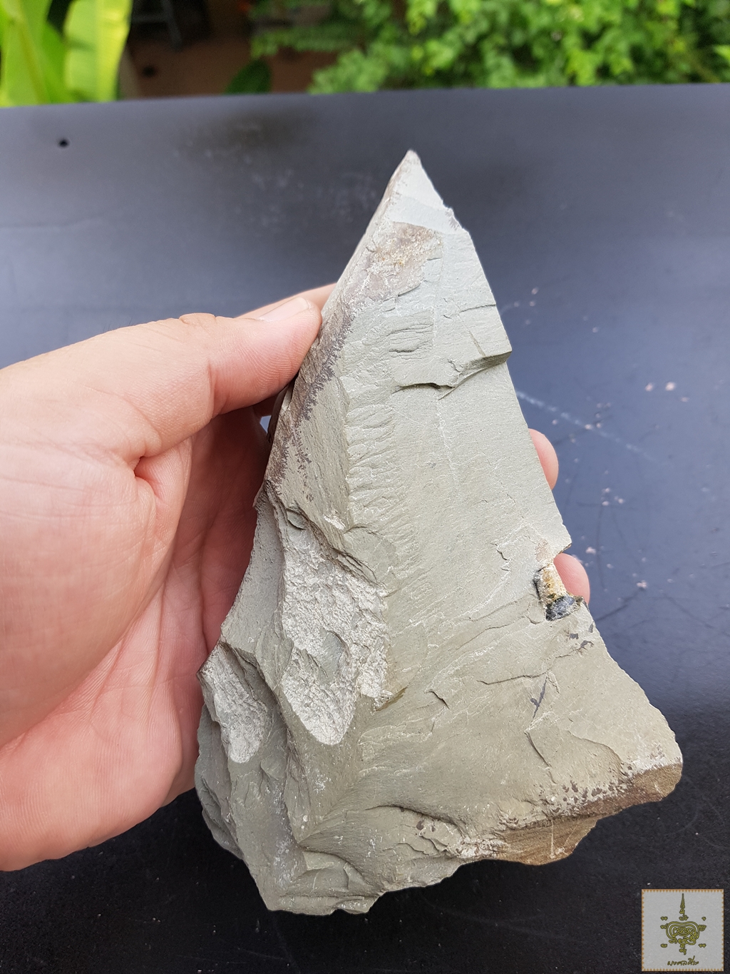 ข้าวตอกพระร่วง ติดหินกำเนิด