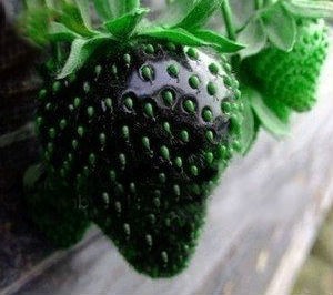 สตรอเบอรี่ดำ Black strawberry 30 เมล็ด