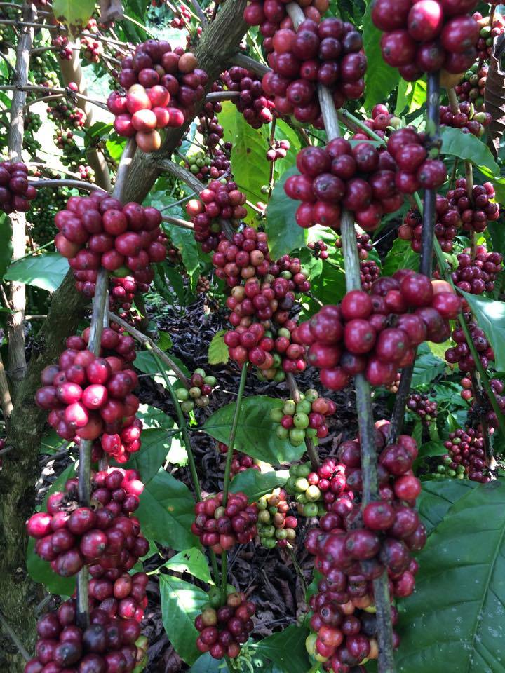 เมล็ดพันธุ์กาแฟโรบัสต้า (Robusta) 50 เมล็ด