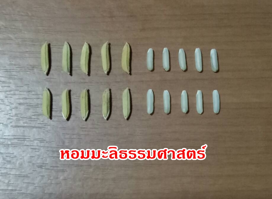 เมล็ดพันธุ์ข้าวเปลือกหอมมะลิธรรมศาสตร์