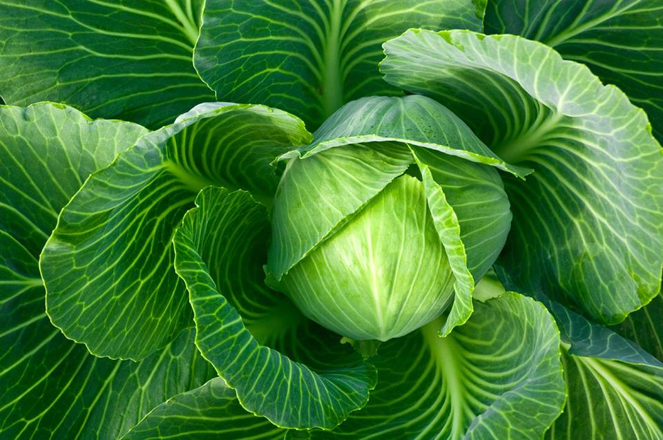 กะหล่ำปลี เดนนิส บอลเฮด Danish Ballhead Cabbage 200 เมล็ด