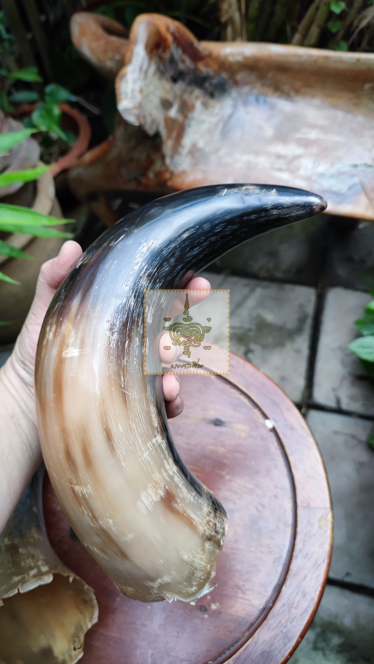 เขาวัวคู่ ขนาดใหญ่