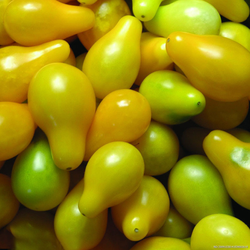 มะเขือเทศเชอรี่สีเหลืองลูกแพร์ YellowPearCherryTomato 100 เมล็ด