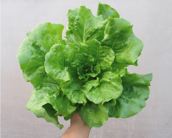 เมล็ดพันธู์ ผักสลัดกรีนปัตตาเวีย Green Batavian ถุงละ 300 เมล็ด