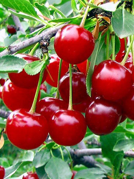 เชอร์รี่หวาน Cherry Tree Shrub 10 เมล็ด
