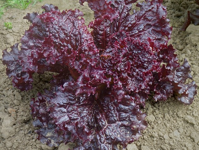 เมล็ดผักสลัด Red Ruby Lettuce ถุงละ 300 เมล็ด