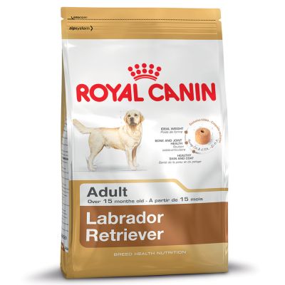 Labrador Retriever สุนัขพันธุ์ลาบราดอร์ รีทรีฟเวอร์