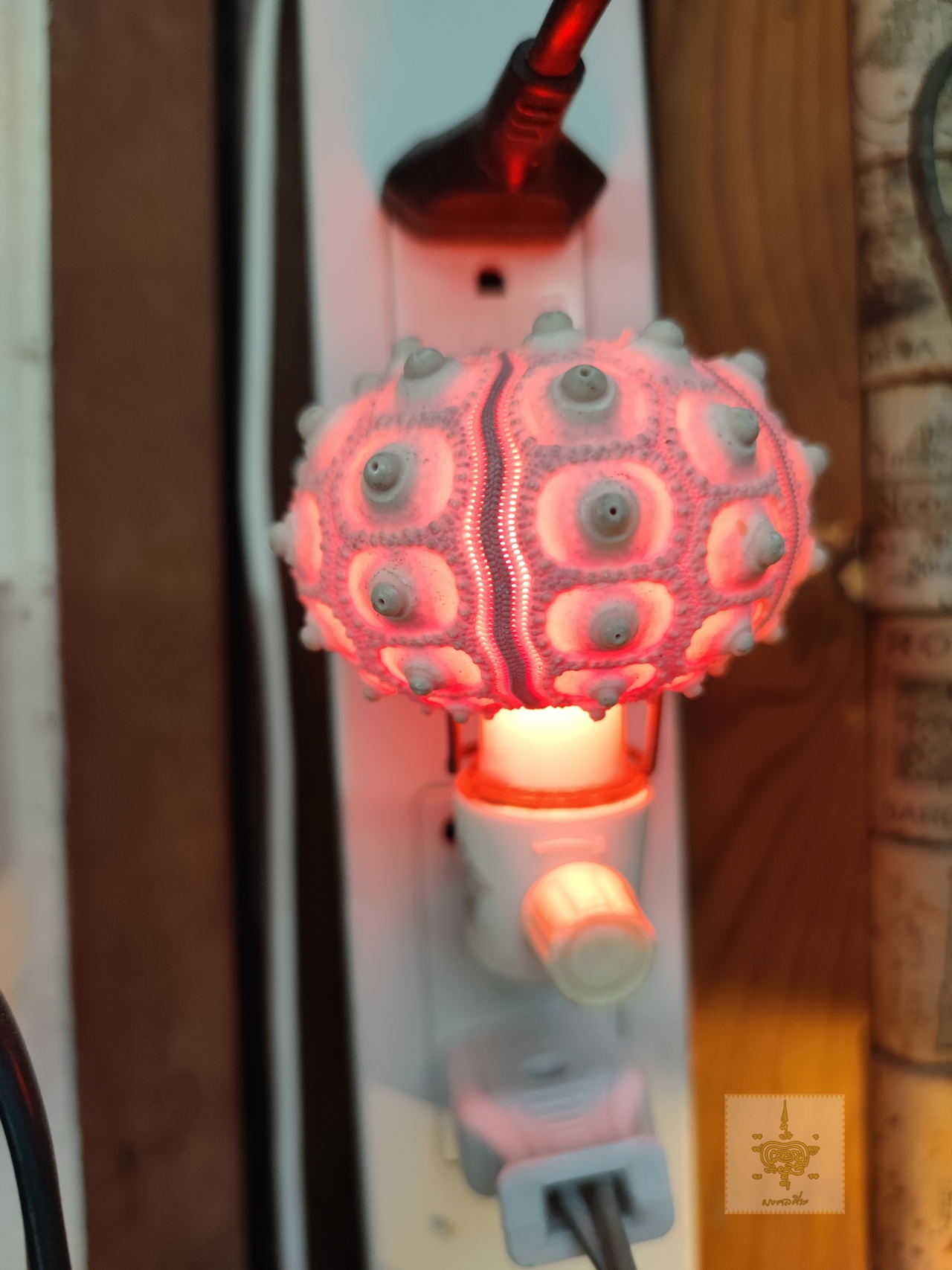 โคมไฟเปลือกหอย ขนาดเล็ก