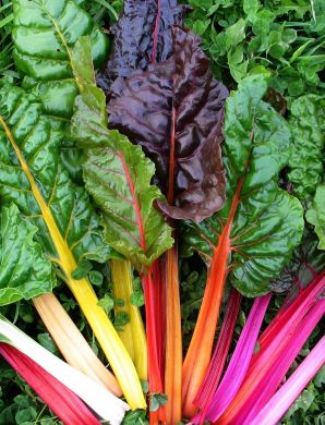เมล็ดผักสลัด Mixed colors Swiss Chard 50 เมล็ด