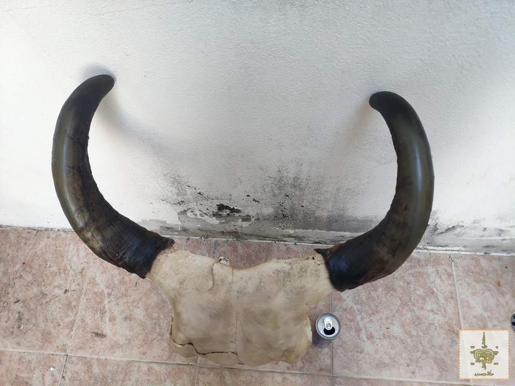 เขาวัว เหวี่ยงหลัง