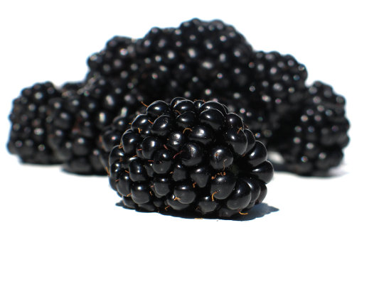 เมล็ดแบลคเบอร์รี่ Blackberry 20 เมล็ด