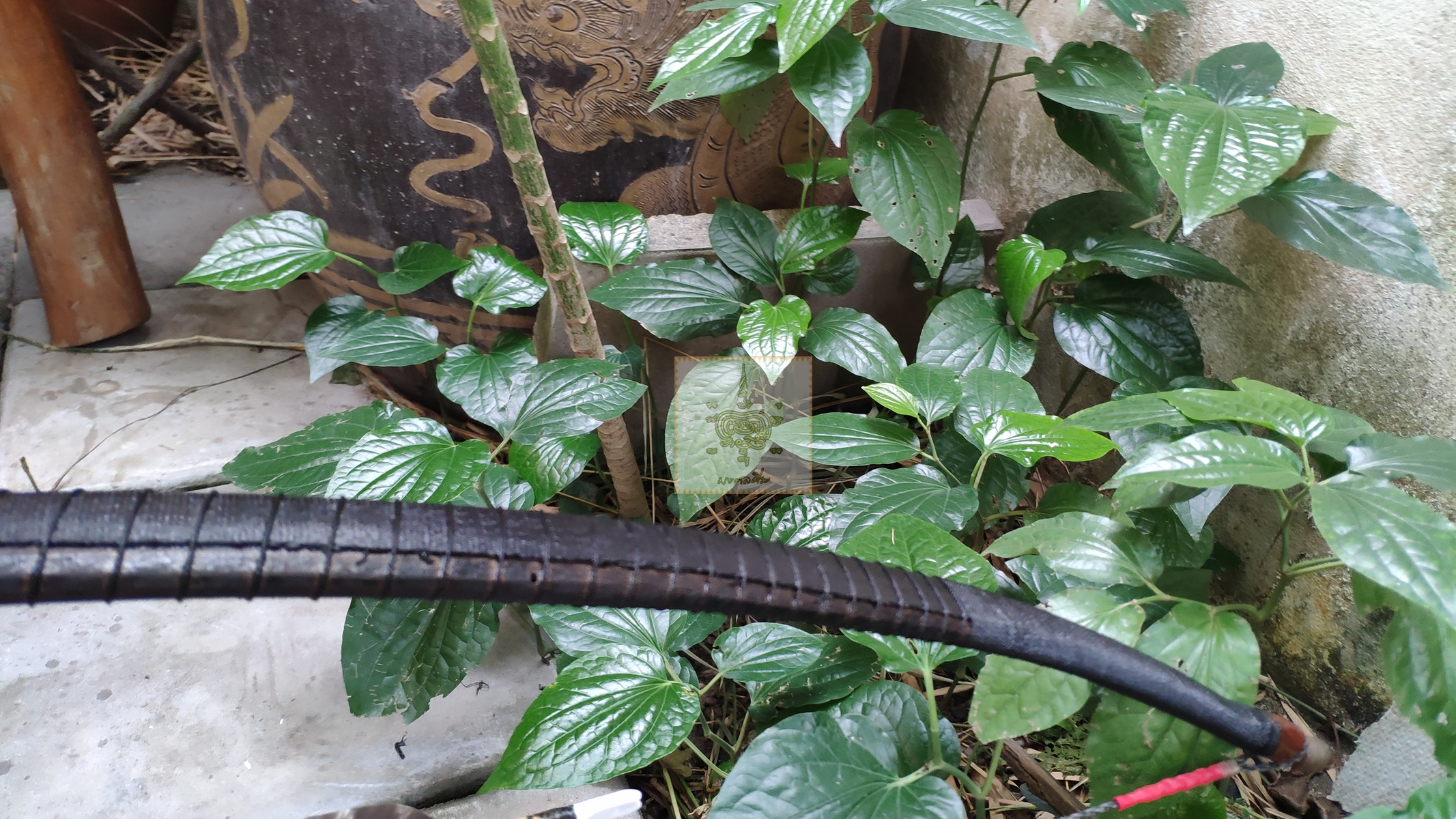 ธนูแรง 40# ขวา