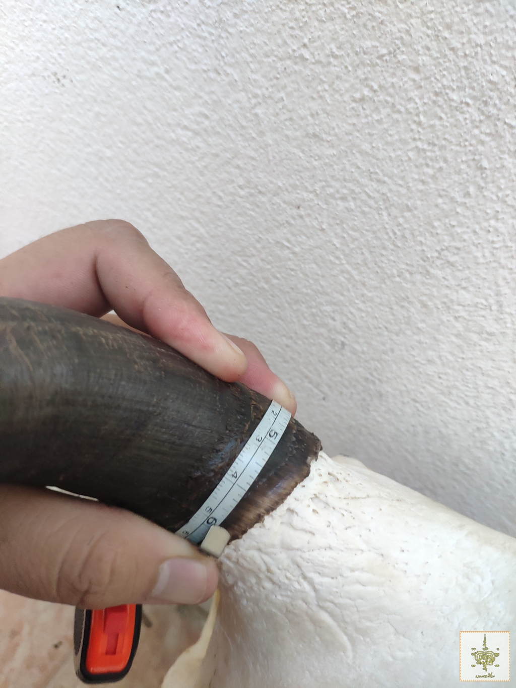 เขาวัว 5