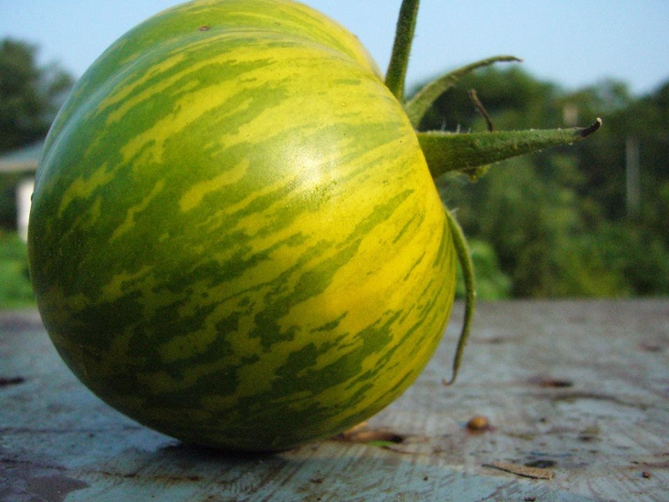 มะเขือเทศ พันธุ์กรีน ซีบร้า Green Zebra tomato 10 เมล็ด