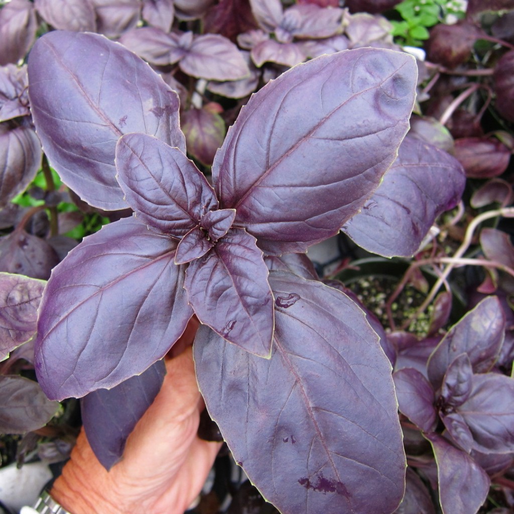 เมล็ดพันธุ์โหระพาฝรั่ง (สีม่วง) Purple Sweet Basil 100 เมล็ด