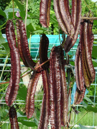 เมล็ดพันธุ์ ถั่วพูยักษ์ สีม่วง Purple Winged Bean 10 เมล็ด
