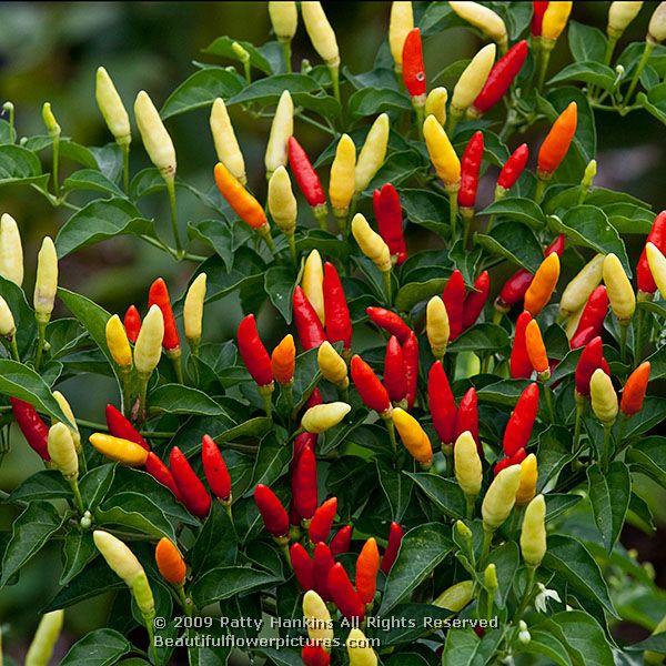 พริกซอส โทบาสโก้ Tabasco Pepper ชุดละ 10 เมล็ด