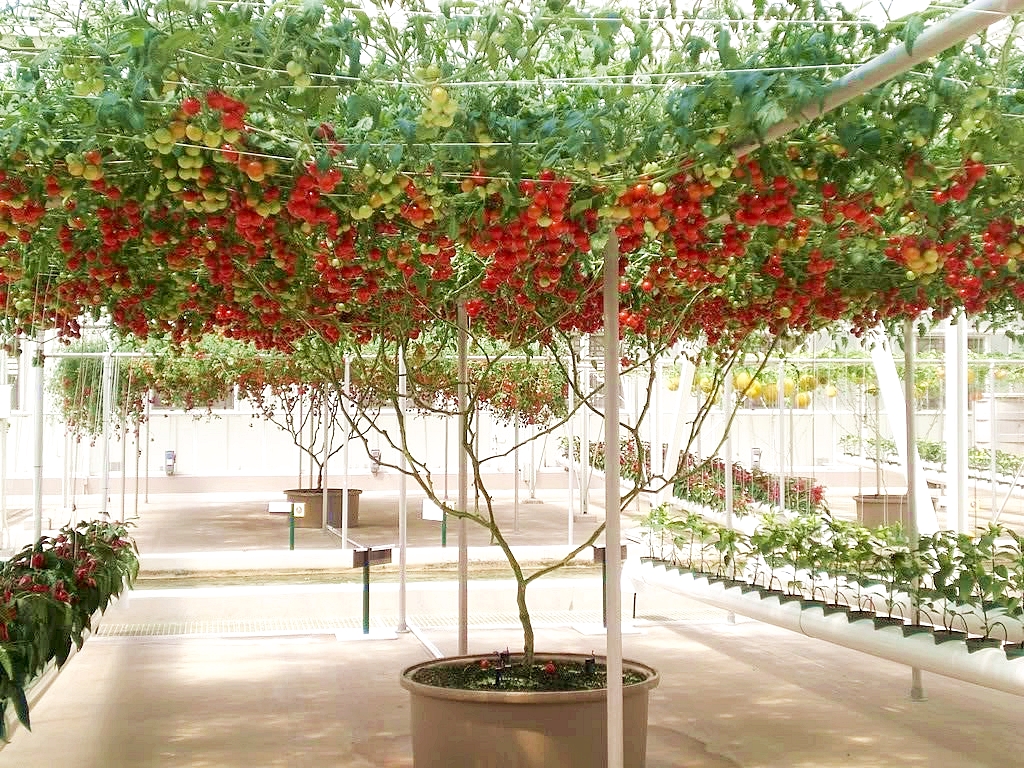 มะเขือเทศอิตาลี่ Italian tomato tree 10 เมล็ด
