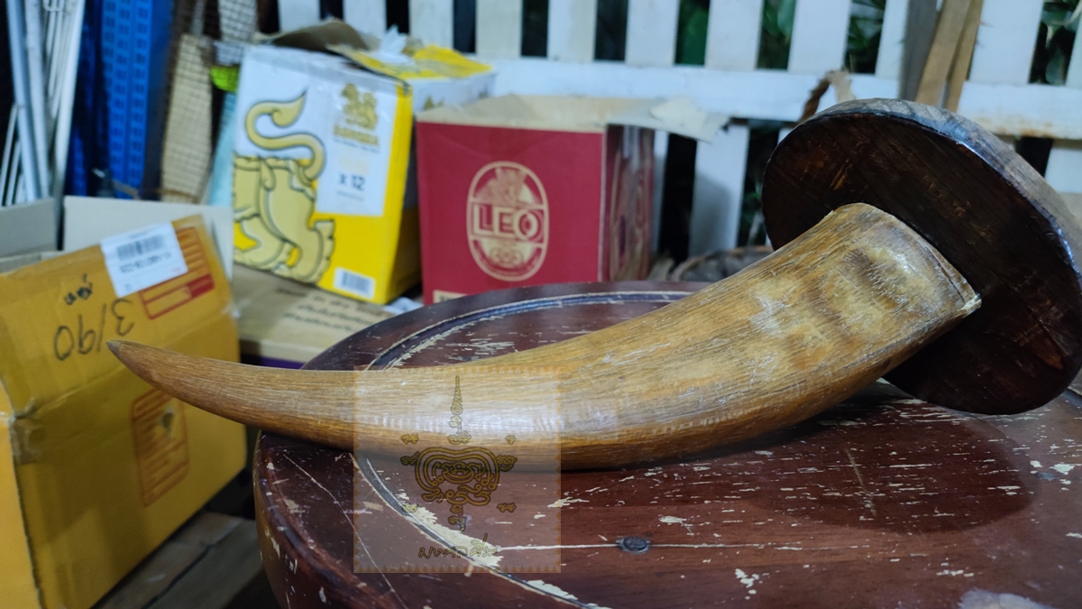 เขาควายเผือก ทำเป็นที่แขวนหมวก