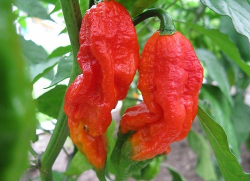 พริกบุตโจโลเกียสีแดง Red Bhut Jolokia Pepper 15-20 เมล็ด