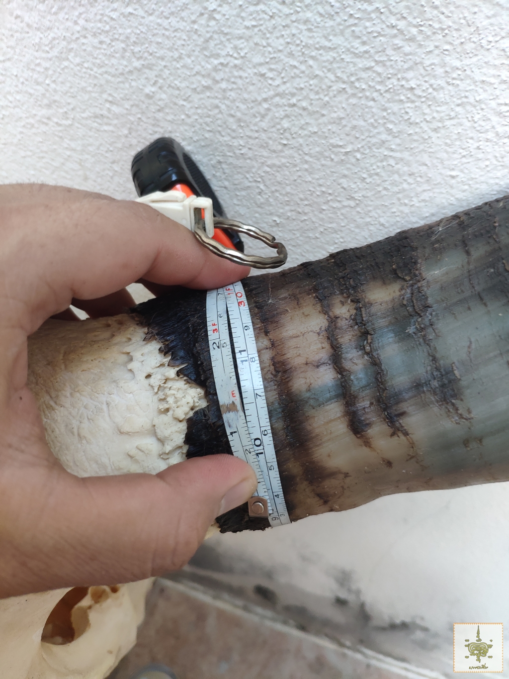 เขาวัว 4