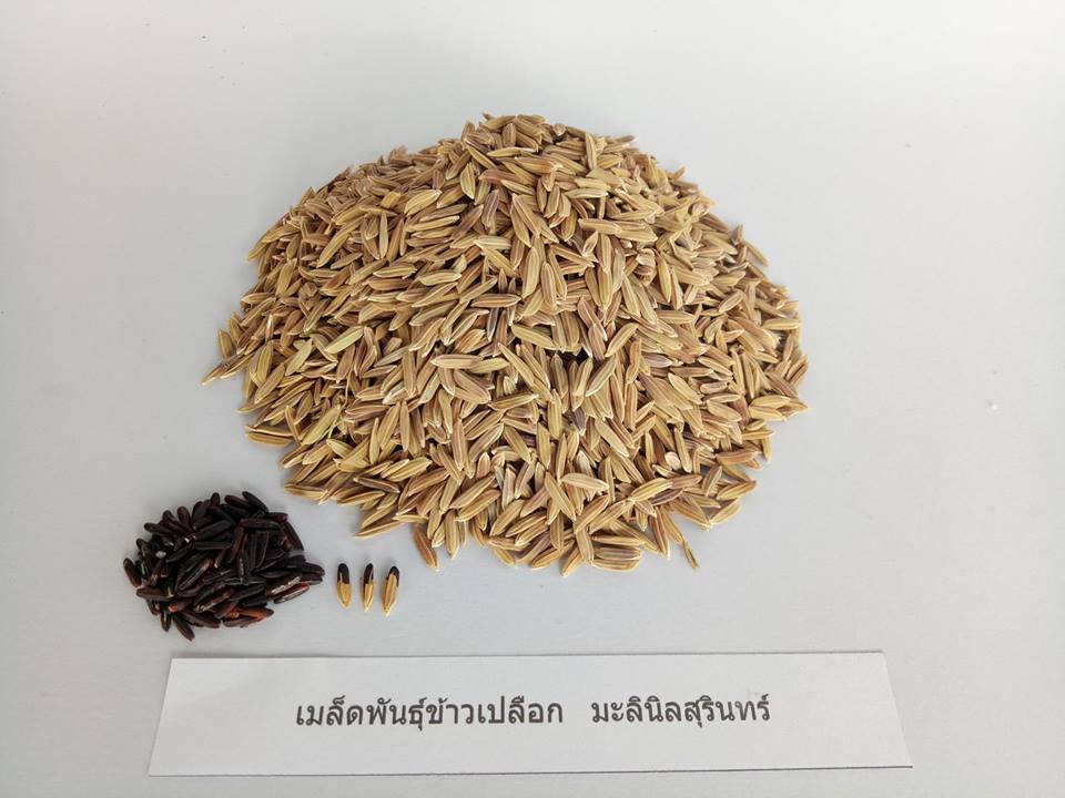ข้าวเปลือกหอมมะลินิลสุรินทร์