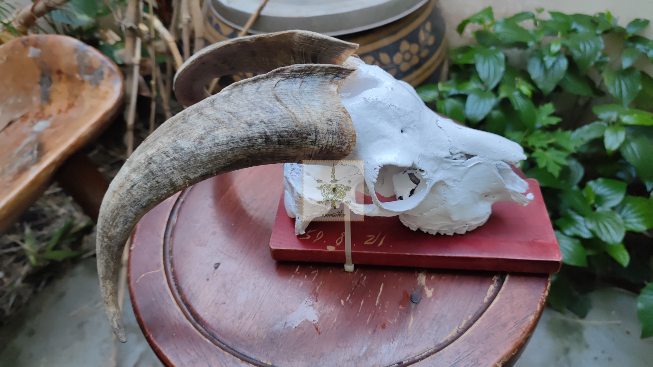 แพะซาแนม ติดแป้นไม้