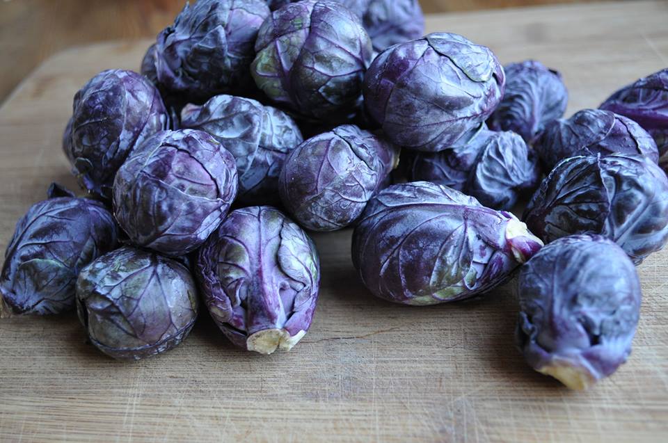 กะหล่ำดาว สีม่วง Red Bull Brussels Sprout 40 เมล็ด