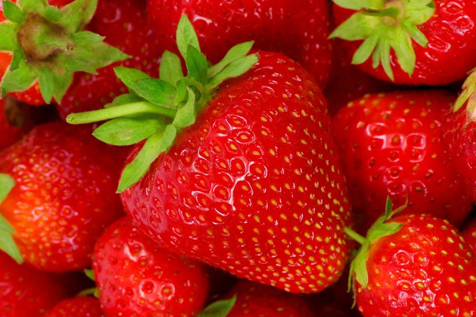 ไจแอนท์ สะตอเบอรี่ Giant Strawberries 30 เมล็ด