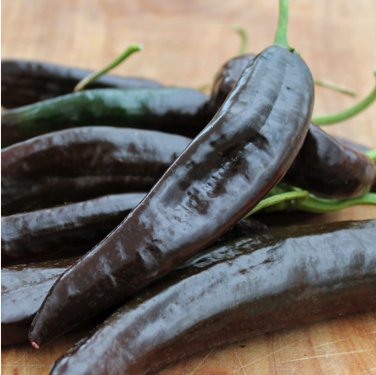 พริกดำ พาสซิล่า Pasilla bajio Pepper ชุดละ 10 เมล็ด