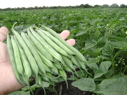 ถั่วแขกสีเขียว Green bean 15 เมล็ด
