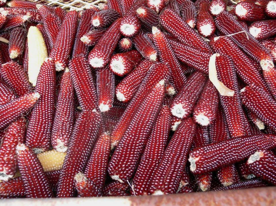 ข้าวโพดรูบี้ เรด Ruby Red corn 20 เมล็ด