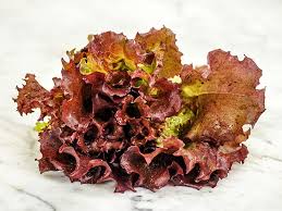 เมล็ดผักสลัด Red Velvet lettuce ถุงละ 300 เมล็ด