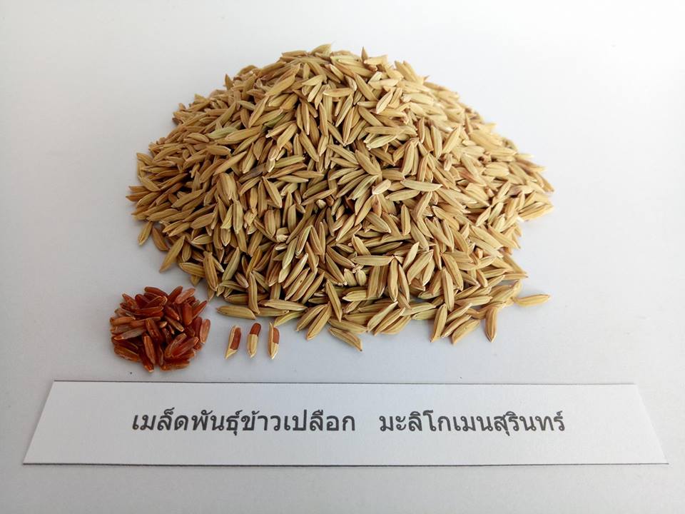 ข้าวเปลือกหอมมะลิโกเมนสุรินทร์