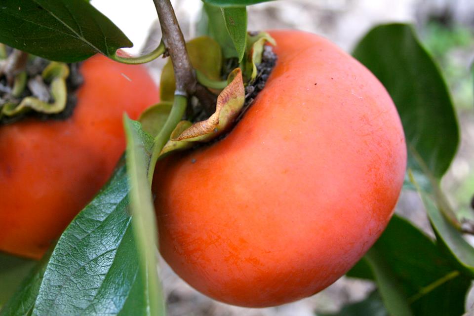 ลูกพลับ PERSIMMON TREE 5 เมล็ด