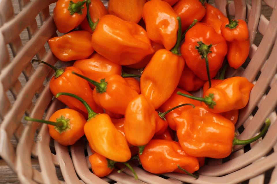 พริกฮาบานีโร สีส้ม(กินได้) Orange Habanero 20 เมล็ด