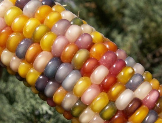 ข้าวโพดอัญมณี Corn Rainbow Glass Gem Corn 6 เมล็ด